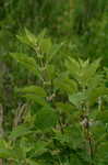 American beautyberry